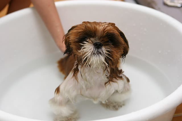A Beginner’s Guide to DIY Dog Grooming