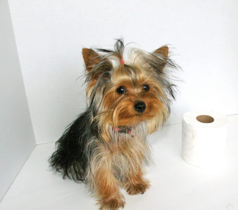 Tips for potty training your puppy