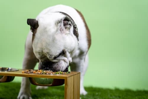 All You Need to Know About Proper Nutrition for Dogs