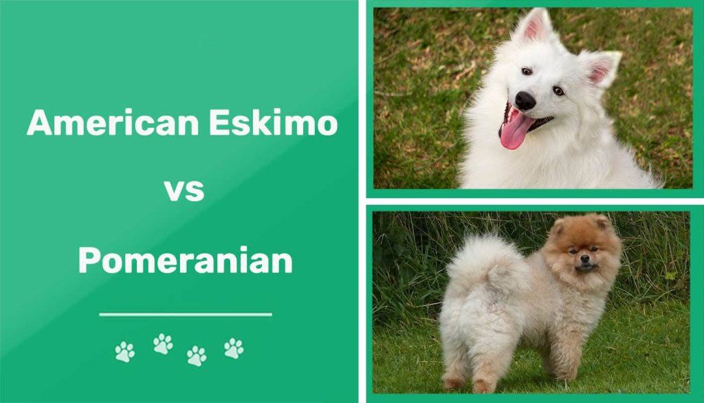 American-Eskimo-vs-Pomeranian