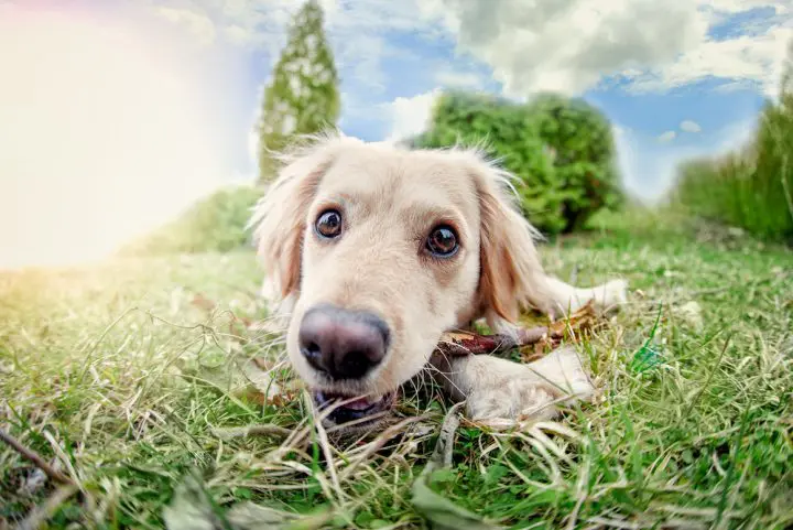 Are-Buffalo-Horns-Safe-For-Dogs?