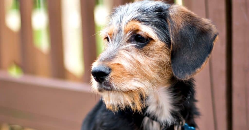 Borkie breed