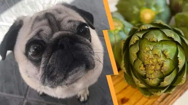 Can Dogs Eat Artichokes