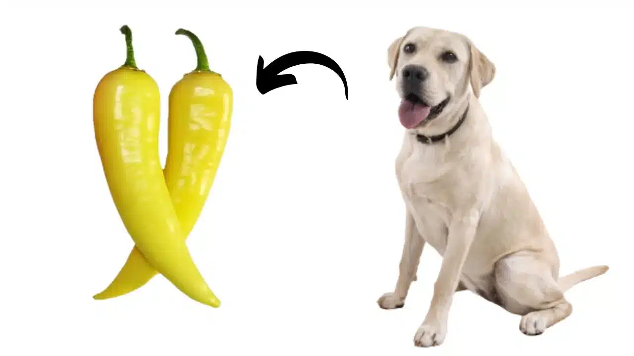 Can Dogs Eat Banana Peppers? When Your Pooch Wants A Little Sizzle!