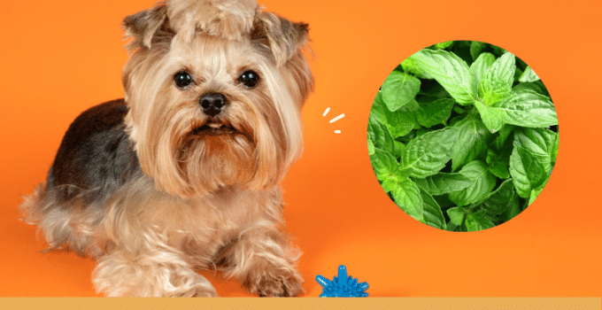 Can Dogs Eat Basil?