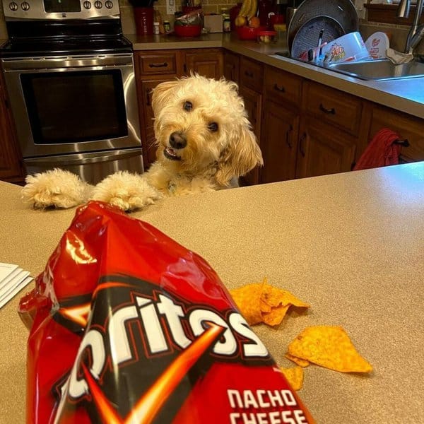 Can dogs have doritos?