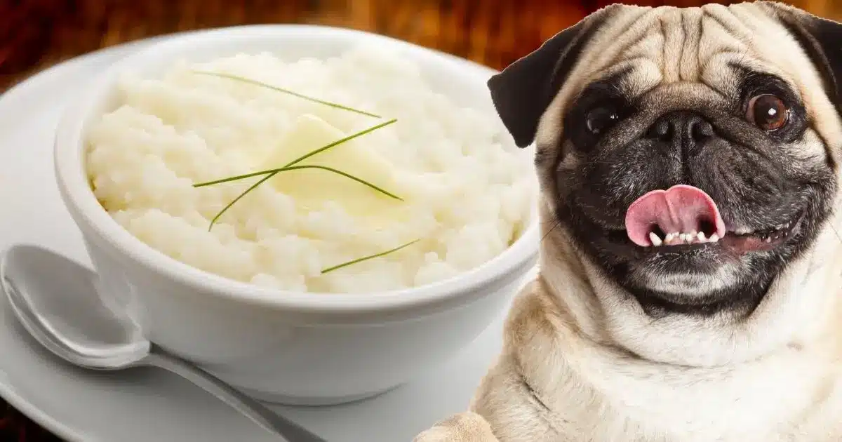 Can Dogs Eat Grits?