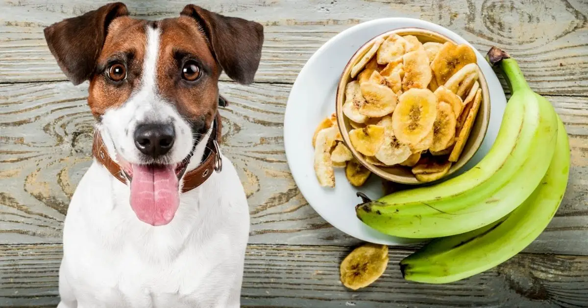 Can Dogs Eat Plantains? Barking Up The Right (or Wrong) Tree?
