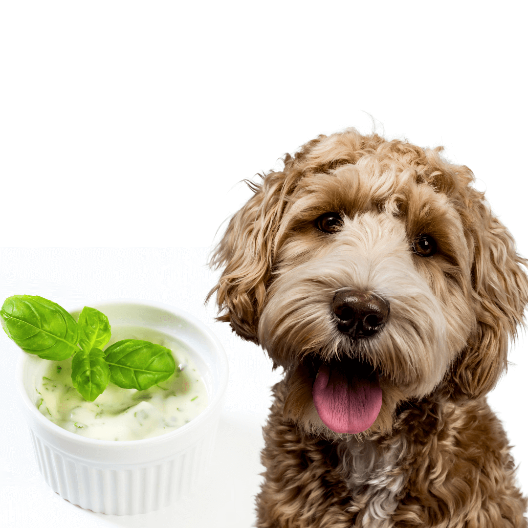 Can Dogs Eat Ranch? A Look At The Facts And Alternatives