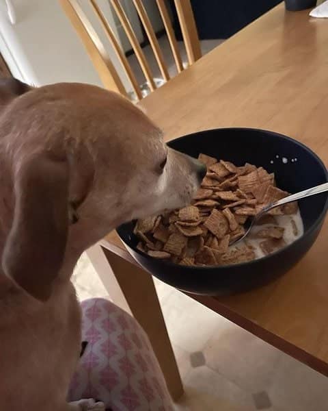 Can-I-Give-Dog-Cinnamon-Toast