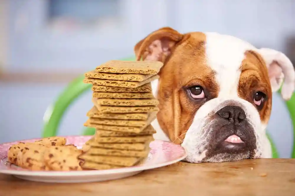 are graham crackers safe for dogs