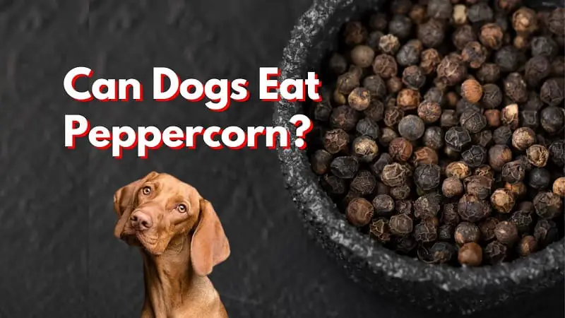 Can-my-dog-eat-peppercorn