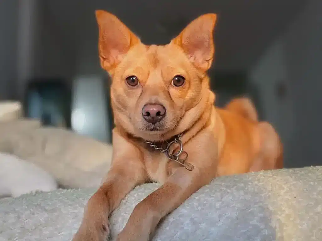 Chihuahua-Basenji-Mix