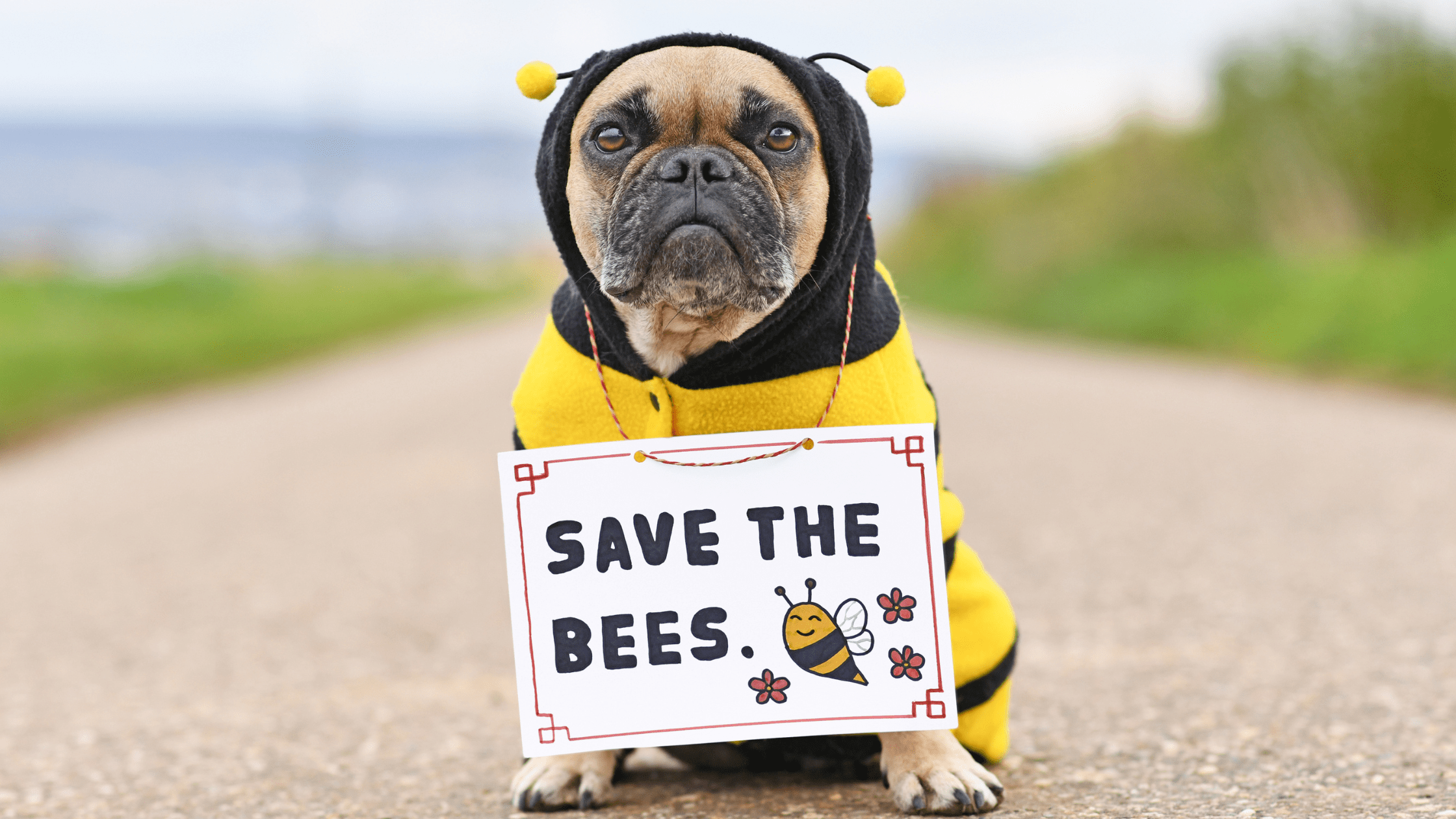 Can Dogs Eat Bee Pollen? Buzzing Into The Heart Of The Matter!