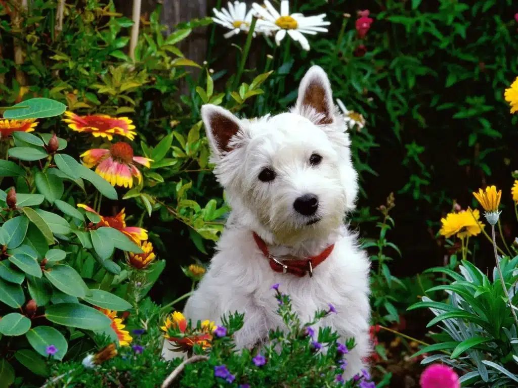 Dog-in-the-garden