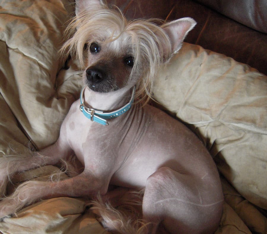 Hairless-Chinese-Crested-Chihuahua-Mix