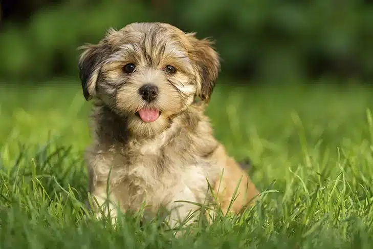 Havanese-puppy