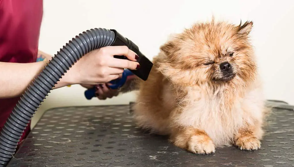How-to-Dry-Your-Dog