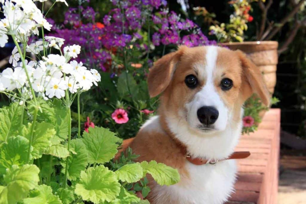 Is Celosia poisonous to Dogs?