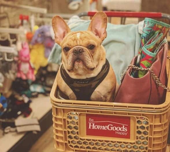 Is-HomeGoods-Dog-Friendly