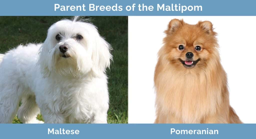 Parent-Breeds-of-the-Maltipom