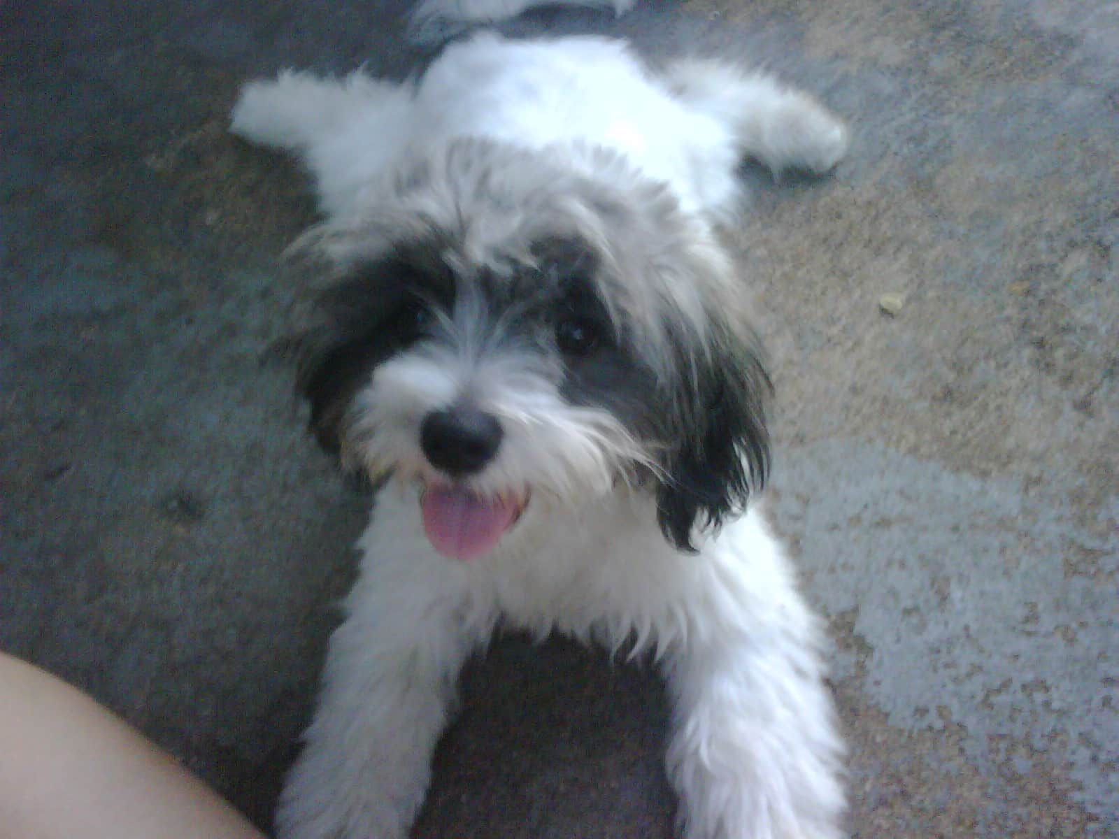 Shellion Dogs A Tail Of Two Breeds: Discovering The Loveable, Loyal Shelchon