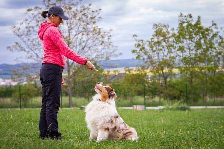 Basics of Training Your Dog and Why is it so Important