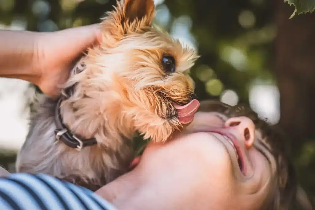 why your dog licks your ears