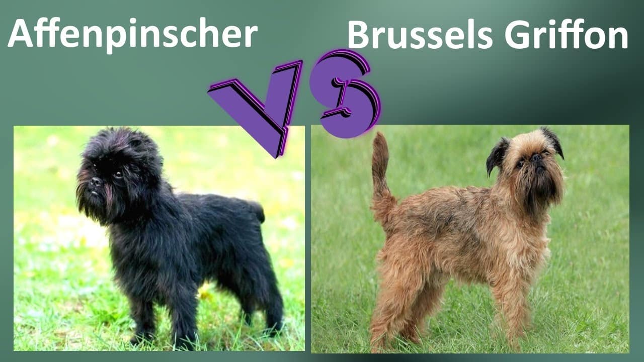 Affenpinscher Vs Brussels Griffon The Great Debate