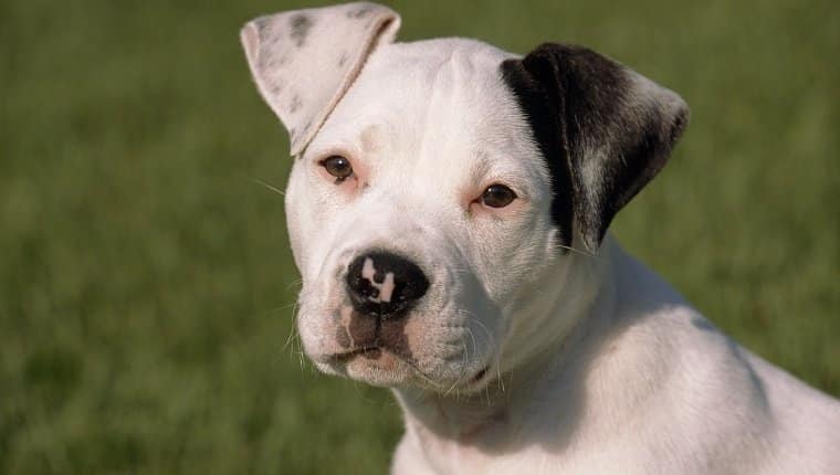 american bulldog