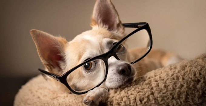 Are Chihuahuas Smart Dogs?
