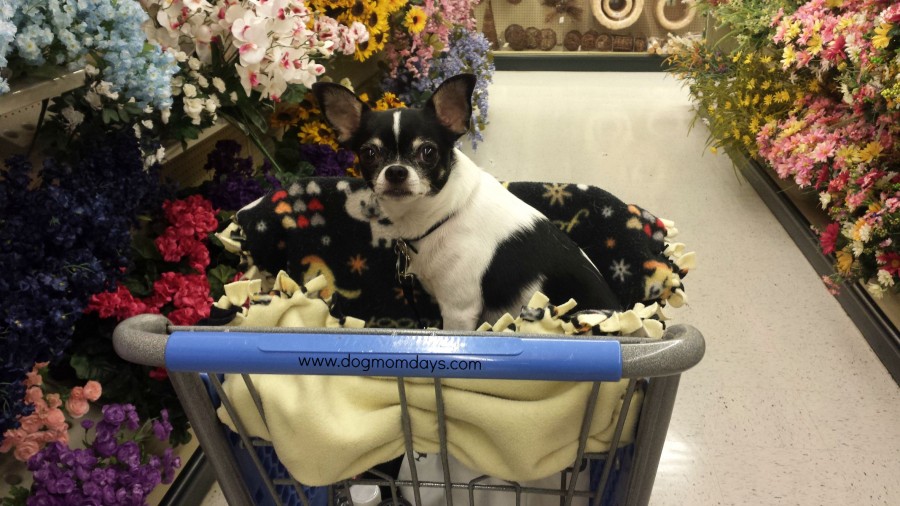 are dogs allowed in hobby lobby?