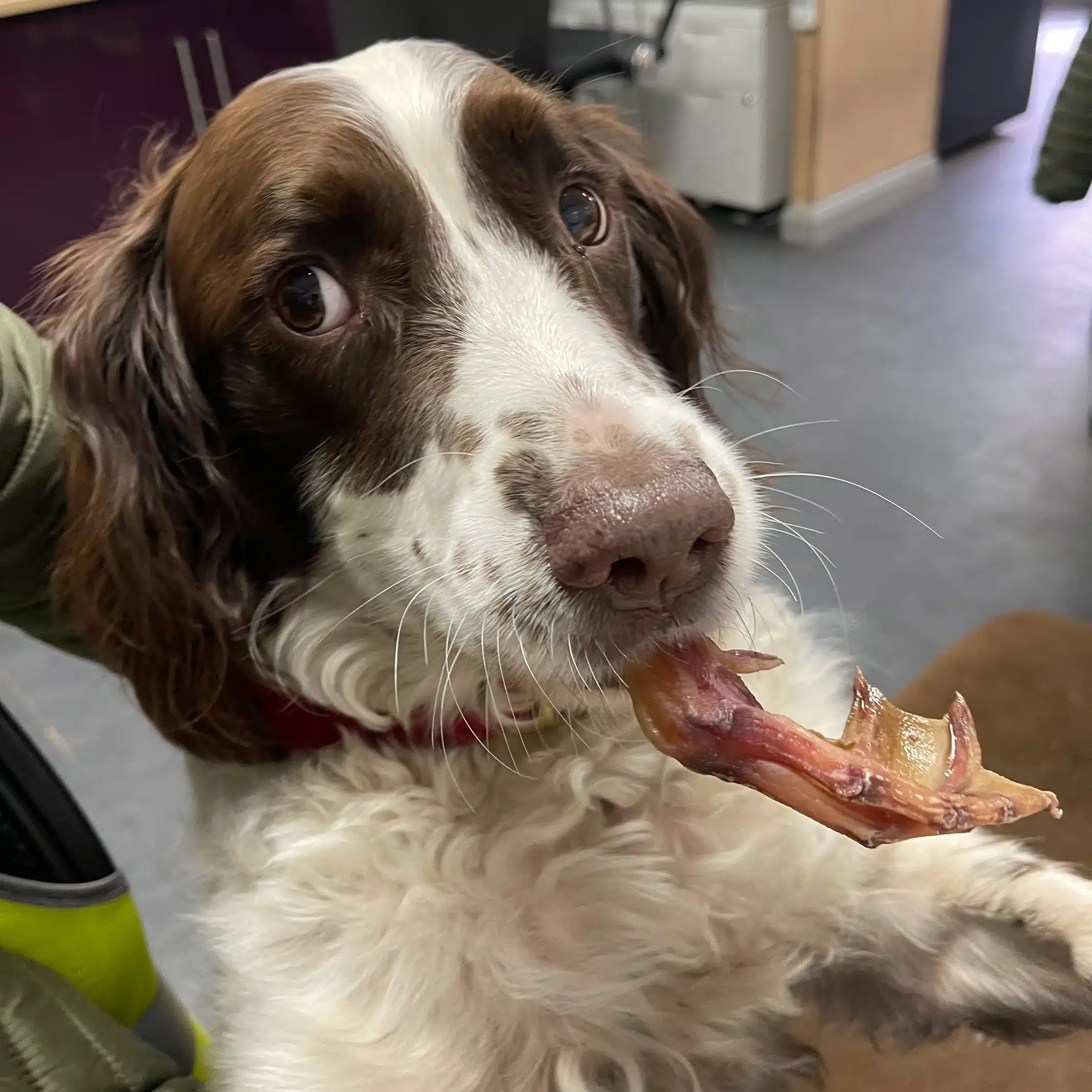Are Duck Feet Safe For Dogs?