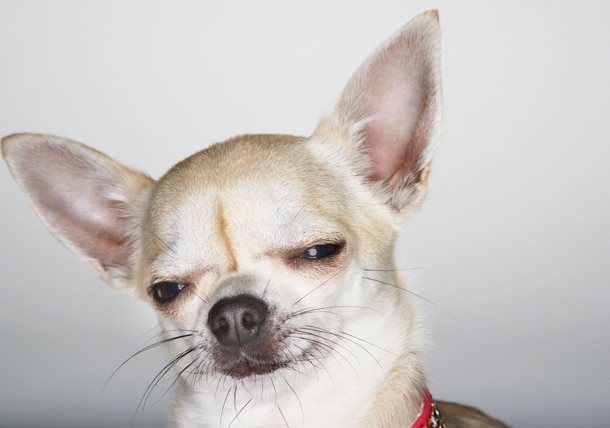 are roaches safe for dogs?
