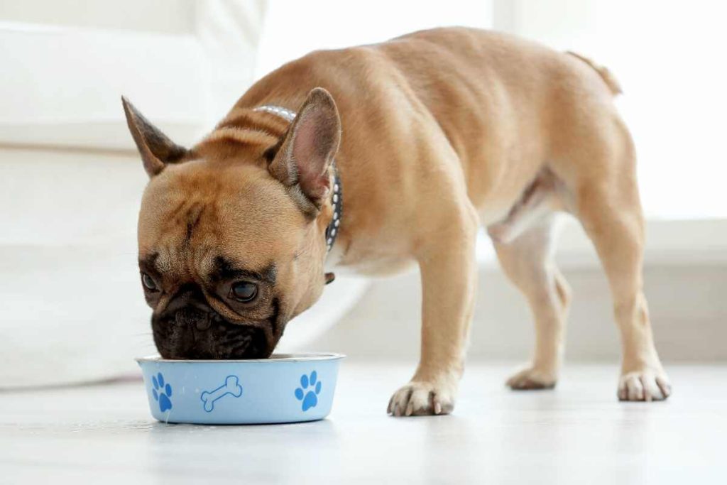 are turnips safe for dogs?