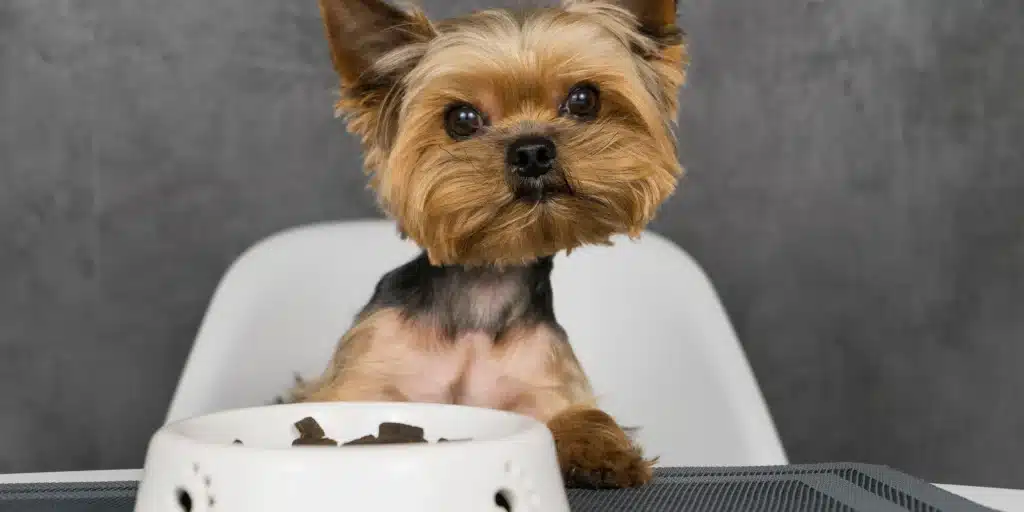 best-dog-food-for-yorkies