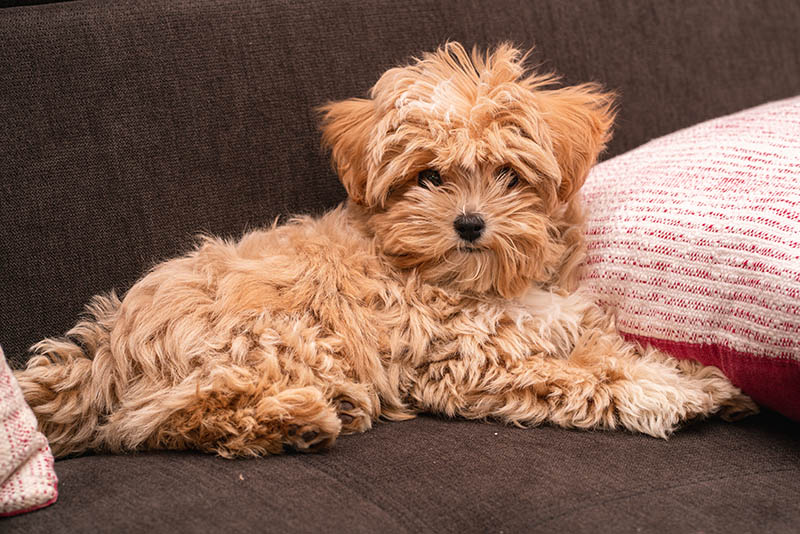 bolondoodle puppy