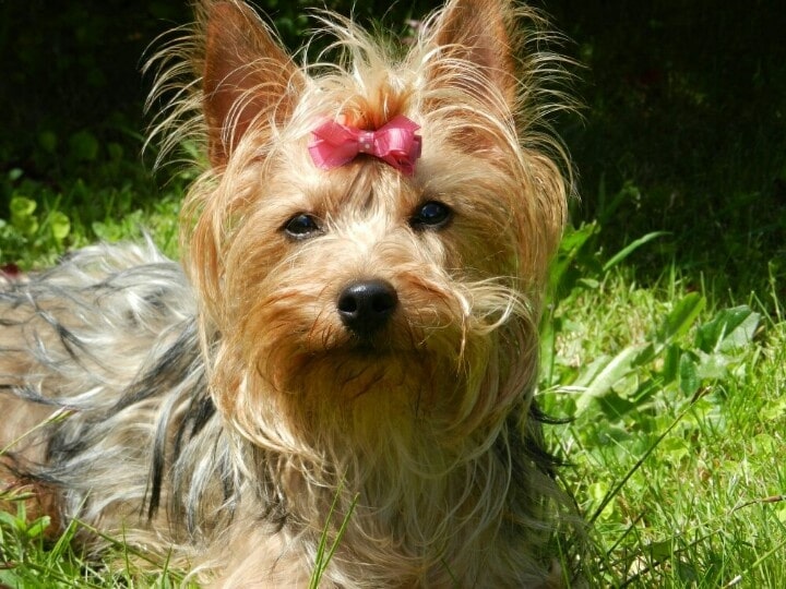 cairn terrier yorkie mix