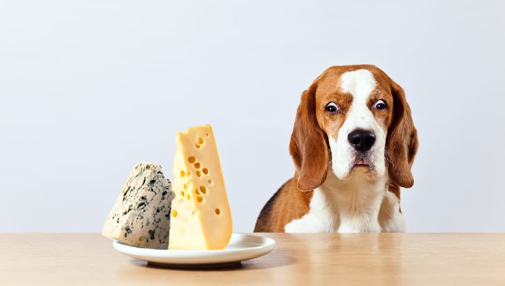 Can dogs eat blue cheese?