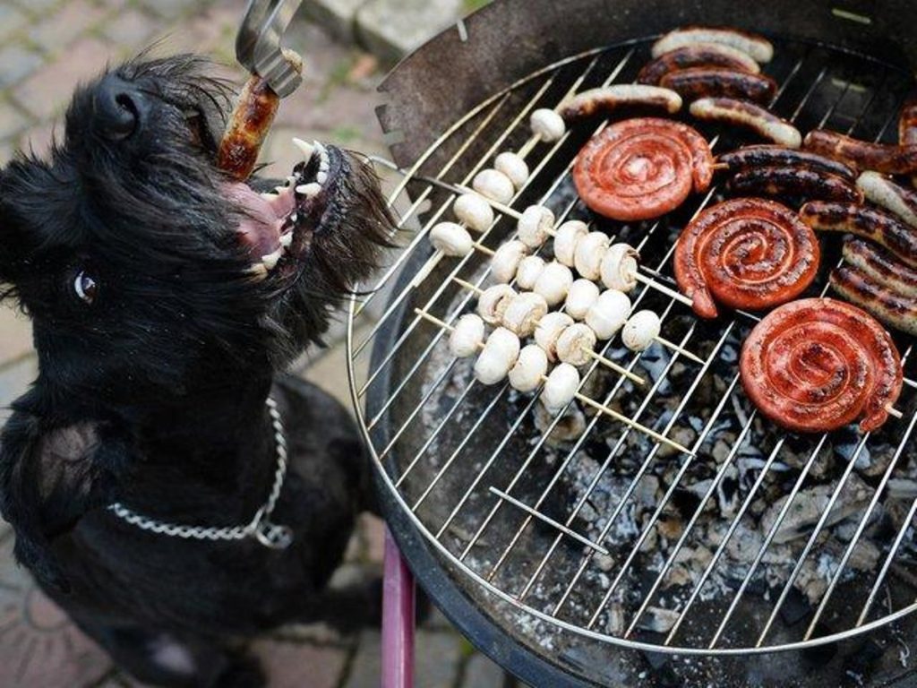 can dogs eat BBQ sause?