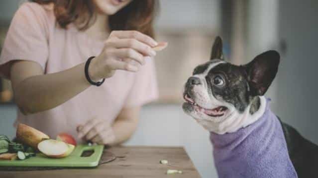 can dogs eat apples