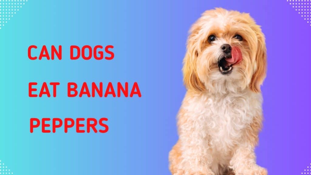 can dogs eat banana peppers safely?