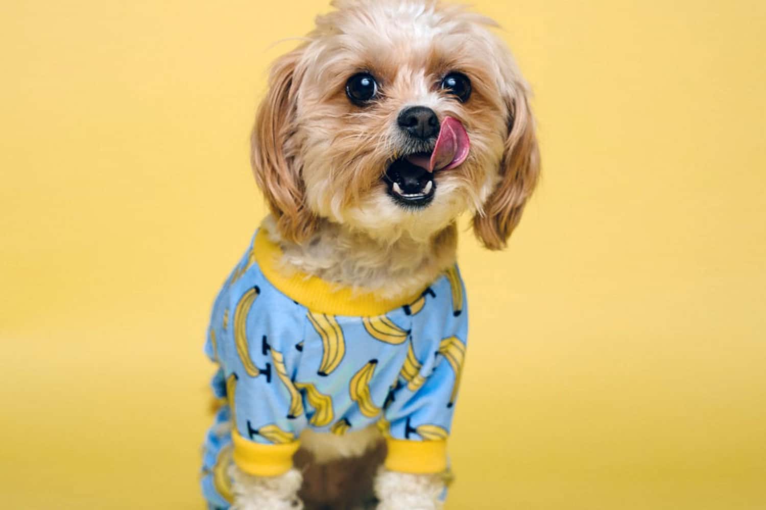 Illustration of Can Dogs Eat Banana Sugar Cookie Bars