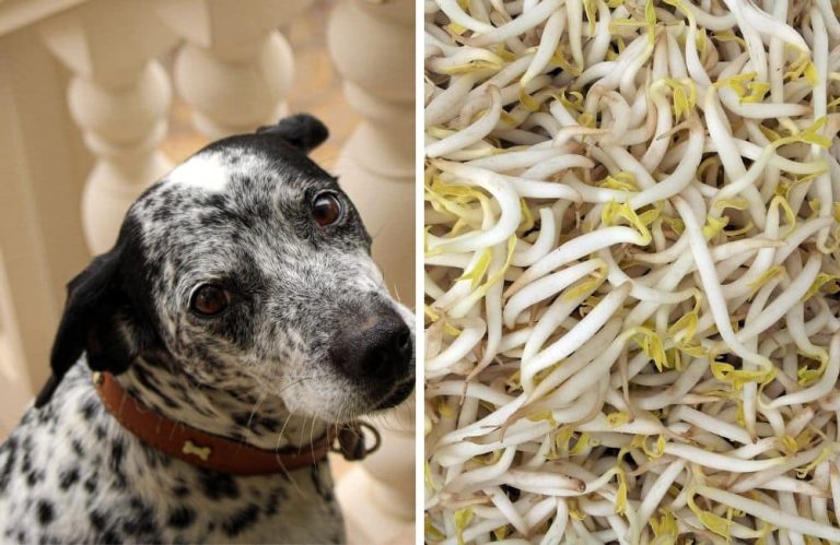can dogs eat bean sprouts?