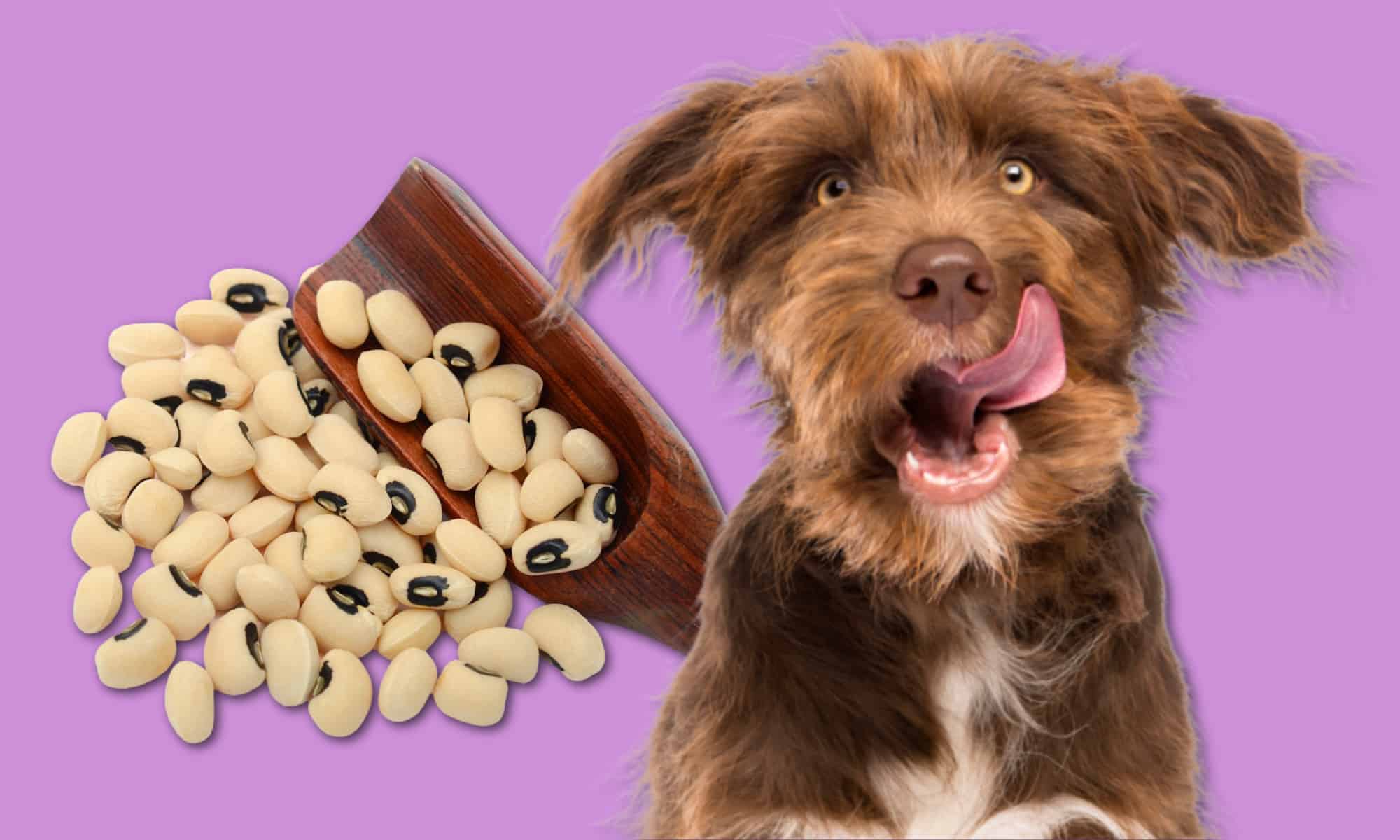 Can Dogs Eat Black Eyed Peas?