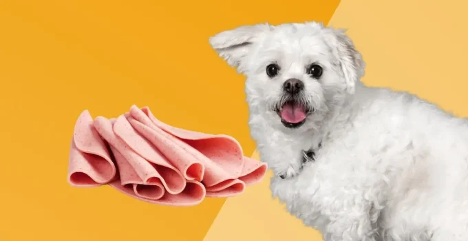 Can Dogs Eat Bologna?