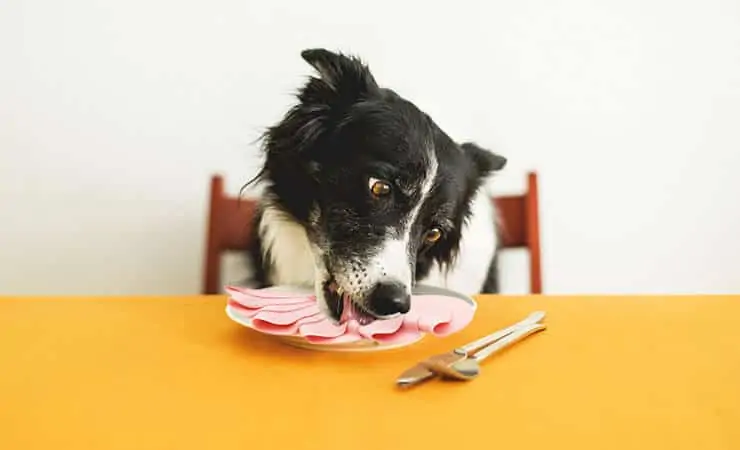 can-dogs-eat-bologna