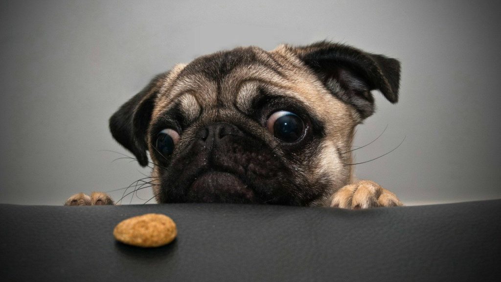 can dogs eat chicken nuggets?
