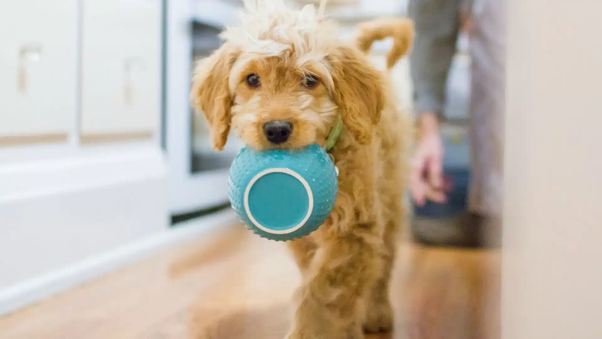 Can Dogs Eat Cloves? Uncovering The Truth About This Popular Spice