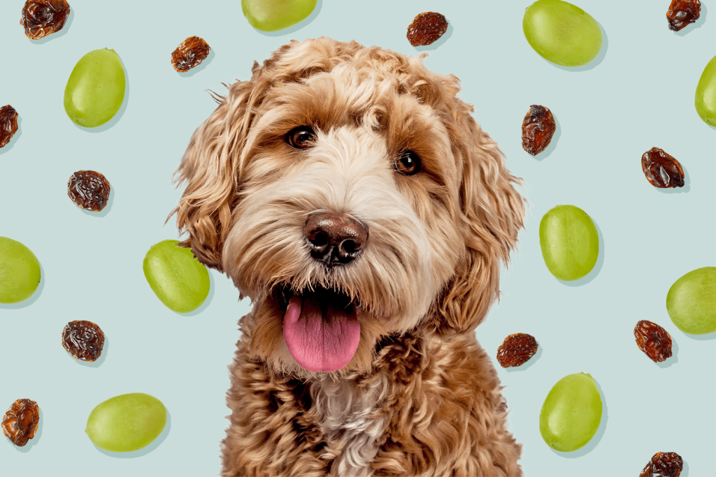 can-dogs-eat-grapes-and-raisins